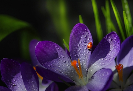 Crocuses and ladybug - purple, ladybug, spring, flower, crocus