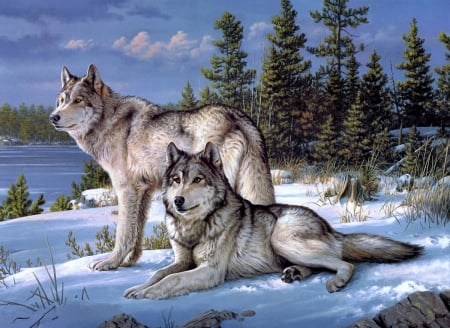 Moment of Calm - snow, winter, animals, wolves