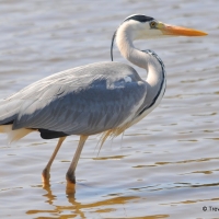 Grey Heron