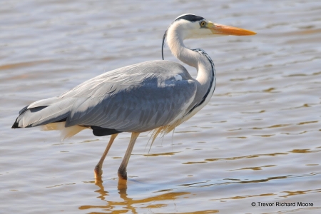 Grey Heron