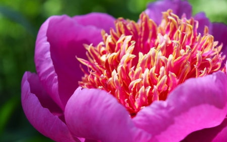 Peony - peony, macro, flower, bujor, pink