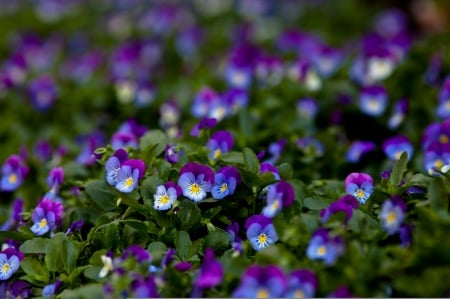 Pansies - carpet, blue, green, pansy, flower