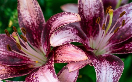 Lilies - red, macro, flower, lily, crin