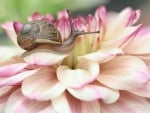 Snail on a dahlia