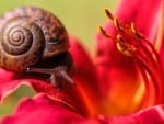 Snail on a lily