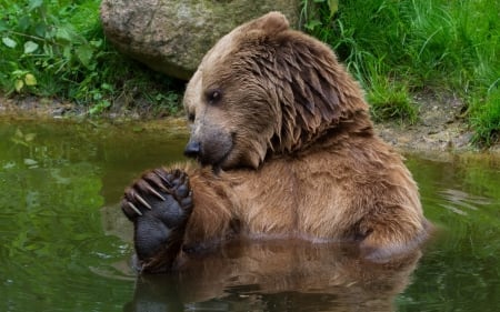 Bear - bear, bath, river, animal