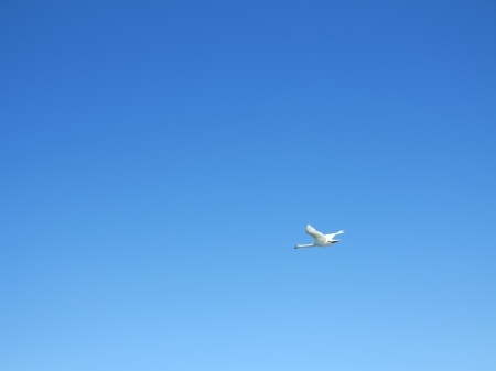 Clear Blue Sky - blue, wings, bird, flight, flying, swan, sky, fly, clear