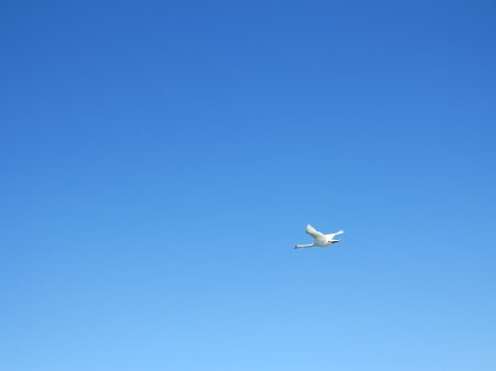 Clear Blue Sky - bird, blue, swan, flying, fly, flight, wings, clear, sky