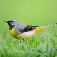 Grey Wagtail