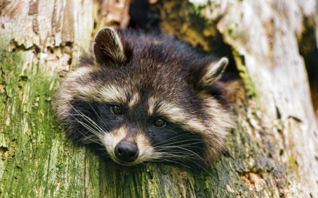 Raccoon