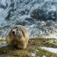 marmot