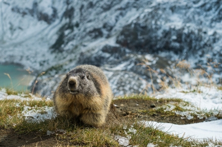 marmot - fur, rodent, animal, mormot