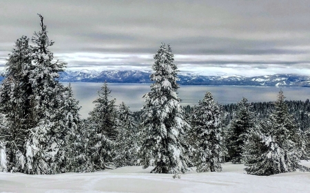 Chickadee Ridge, Lake Tahoe - usa, ice, trees, water, california, snow