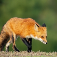 Fox