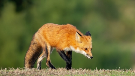 Fox