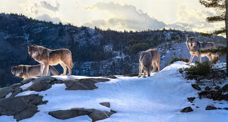 Broad Land - trees, winter, mountains, wolves