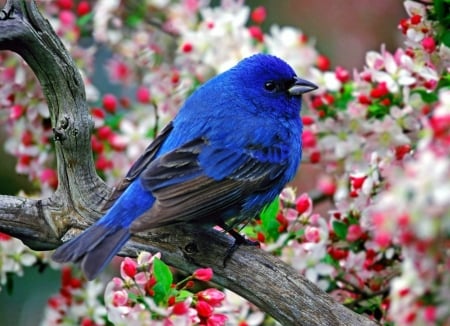 Indigo Bunting - Bird Species, Nature, Buntings, Finches, Indigo Bunting