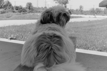 chillin on a summer day - dogs, moppet, my dog, shih tzu