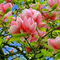 Magnolias