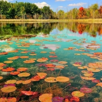 Autumn lake