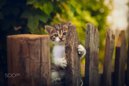 Kitten - kitten, paw, cute, pisici, fence, yuriy korotun, cat