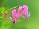 Bleeding hearts