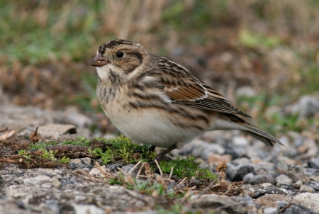 Lapland Bunting