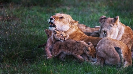 Lions - lion, animal, lioness, cat