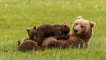 Bear and Cubs - Bears & Animals Background Wallpapers on Desktop Nexus ...