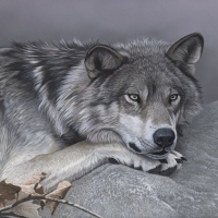 The grey Wolf