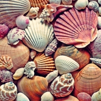 Seashells