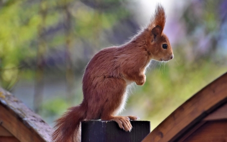 Squirrel - animal, rodent, small, squirrel