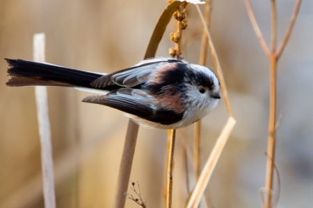 Long Tailed Tit