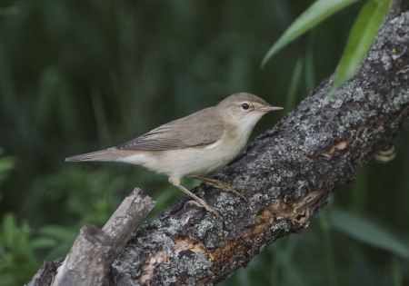Marsh Warbler