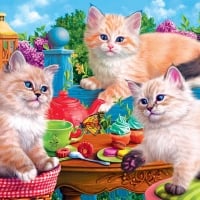 Kitten Tea Party