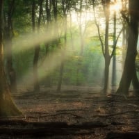 Sunrays In Forest