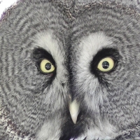 great grey owl