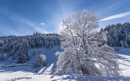 Winter - hill, snow, trees, winter