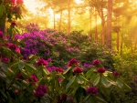 A sea of rhododendrons on an early morning in The Netherlands