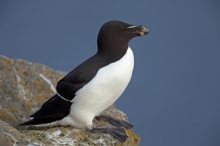 Razorbill - Sea Birds, Bird Species, Razorbill, Nature