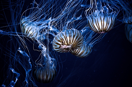 Jellyfish - Fish & Animals Background Wallpapers on Desktop Nexus ...