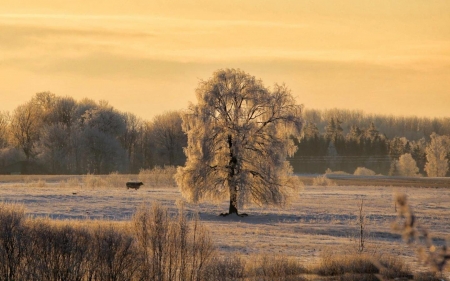 Winter in Latvia