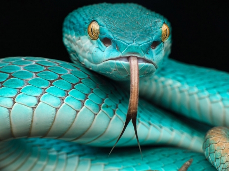 Japanese blue poison snake - Japanese, snake, blue, poison