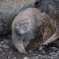Pallas Cat