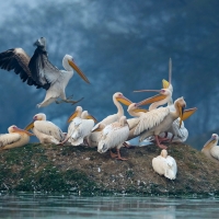 Pelicans