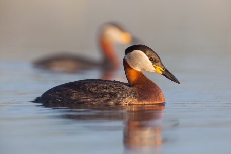 Red Necked Grebe - Red Necked Grebe, Grebes, Bird Species, Nature