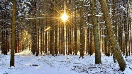 Forest sunrays in Northern Germany - snow, trees, winter, sun