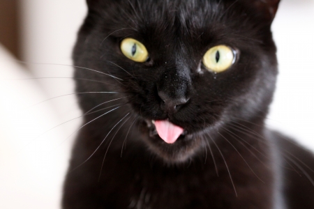 Pusekatten - alebrijes, animals, black, cats