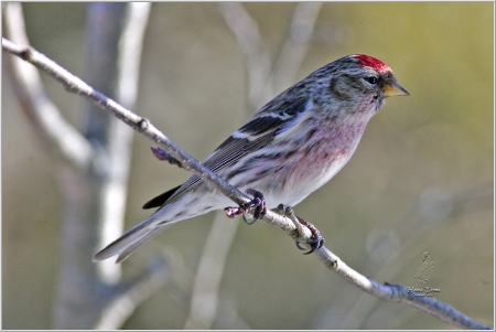 Redpoll - Bird Species, Redpoll, Nature, Finches