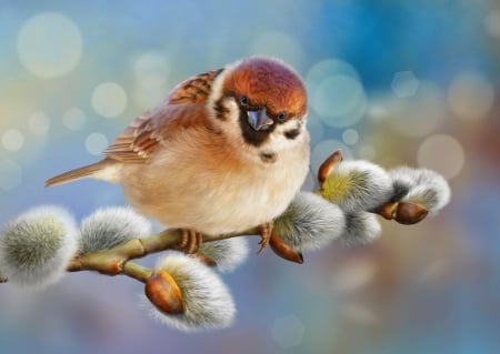 Sparrow on a willow branch - sparrow, branch, cute, spring, adorable, willow, sweet